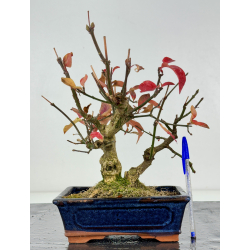 Euonymus -bonetero- europaeus I-8312