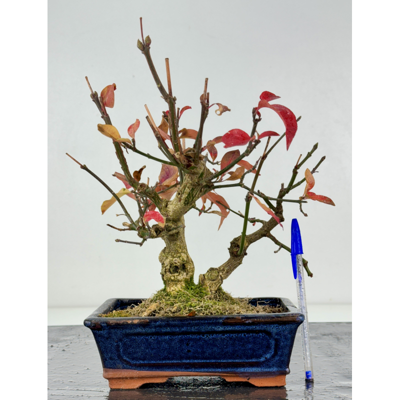 Euonymus europaeus I-8312