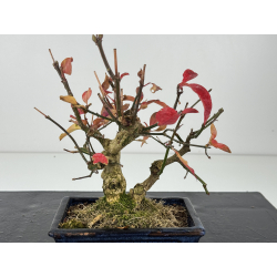 Euonymus -bonetero- europaeus I-8312 vista 2