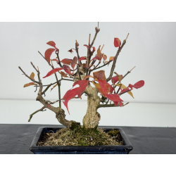 Euonymus europaeus I-8312 view 3