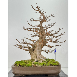 Acer buergerianum I-8291