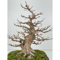 Acer buergerianum I-8291 vista 2