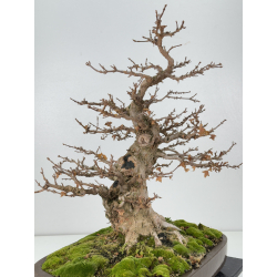 Acer buergerianum I-8291 vista 3