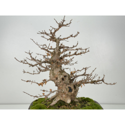 Acer buergerianum I-8291 vista 4