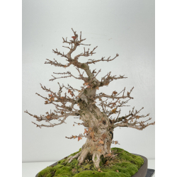 Acer buergerianum I-8291 vista 5