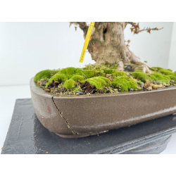 Acer buergerianum I-8291 vista 6