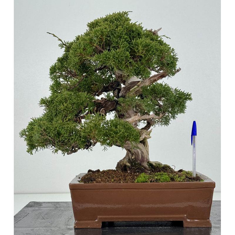 Juniperus chinensis itoigawa I-8307