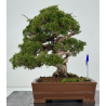 Juniperus chinensis itoigawa I-8307