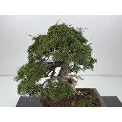 Juniperus chinensis itoigawa I-8307 vista 2