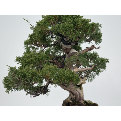 Juniperus chinensis itoigawa I-8307 vista 3