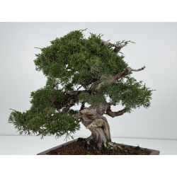 Juniperus chinensis itoigawa I-8307 vista 4