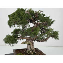 Juniperus chinensis itoigawa I-8307 vista 5