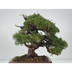 Juniperus chinensis itoigawa I-8307 vista 6