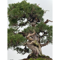 Juniperus chinensis itoigawa I-8307 vista 7