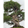 Juniperus chinensis itoigawa I-8307 vista 7