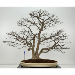 Acer palmatum deshojo I-8289