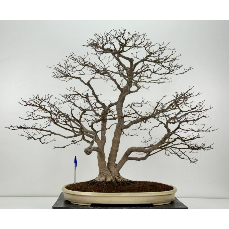 Acer palmatum deshojo I-8289