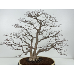 Acer palmatum deshojo I-8289 vista 2