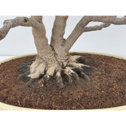 Acer palmatum deshojo I-8289 vista 3