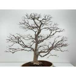 Acer palmatum deshojo I-8289 vista 4