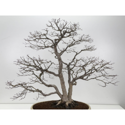 Acer palmatum deshojo I-8289 vista 5