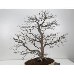 Acer palmatum deshojo I-8289 vista 6