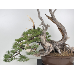 Pinus sylvestris I-8313 view 2