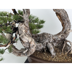 Pinus sylvestris -pino s. europeo-  I-8313 vista 3