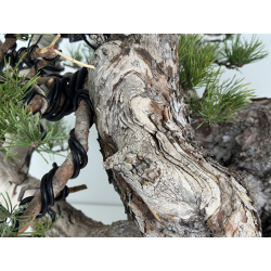 Pinus sylvestris -pino s. europeo-  I-8313 vista 4