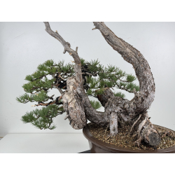 Pinus sylvestris -pino s. europeo-  I-8313 vista 5