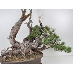 Pinus sylvestris I-8313 view 6
