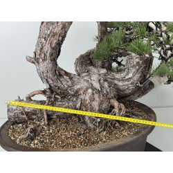 Pinus sylvestris I-8313 view 7