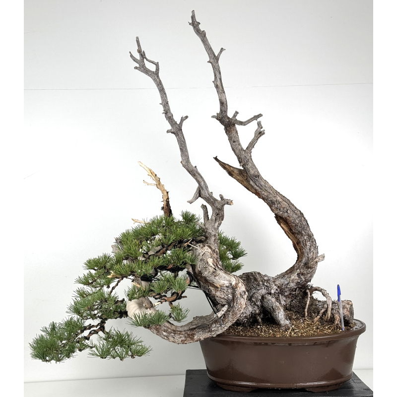 Pinus sylvestris I-8313