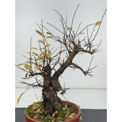 Zelkova nire I-8314 vista 2