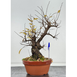 Zelkova nire I-8314