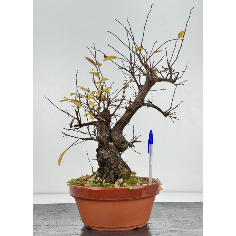 Zelkova nire I-8314