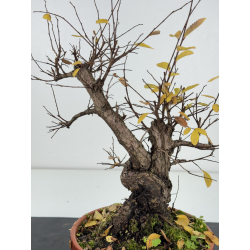 Zelkova nire I-8314 vista 3
