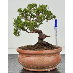 Juniperus chinensis itoigawa I-8315