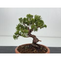 Juniperus chinensis itoigawa I-8315 vista 2