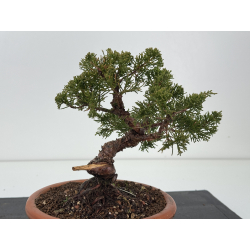 Juniperus chinensis itoigawa I-8315 vista 3