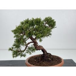 Juniperus chinensis itoigawa I-8316 vista 2
