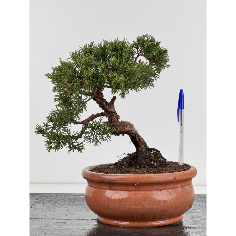 Juniperus chinensis itoigawa I-8316