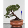 Juniperus chinensis itoigawa I-8316