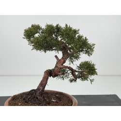 Juniperus chinensis itoigawa I-8316 vista 3