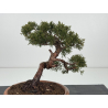 Juniperus chinensis itoigawa I-8316 vista 3