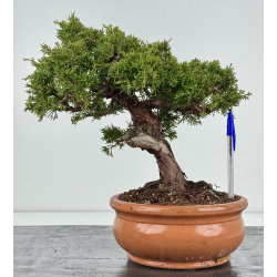 Juniperus chinensis itoigawa I-8317