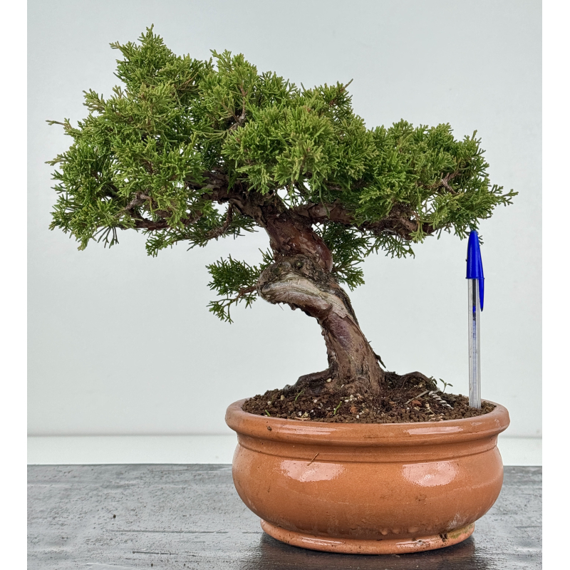 Juniperus chinensis itoigawa I-8317