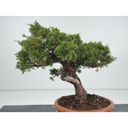 Juniperus chinensis itoigawa I-8317 vista 2