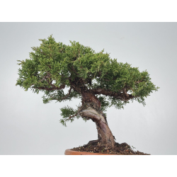 Juniperus chinensis itoigawa I-8317 vista 3