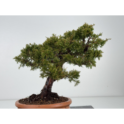 Juniperus chinensis itoigawa I-8317 vista 4